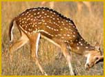Bharatpur Wildlife Sanctaury