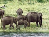 South India Attractions - Wildlife