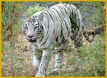 White Tiger at Bandhavgarh National Park